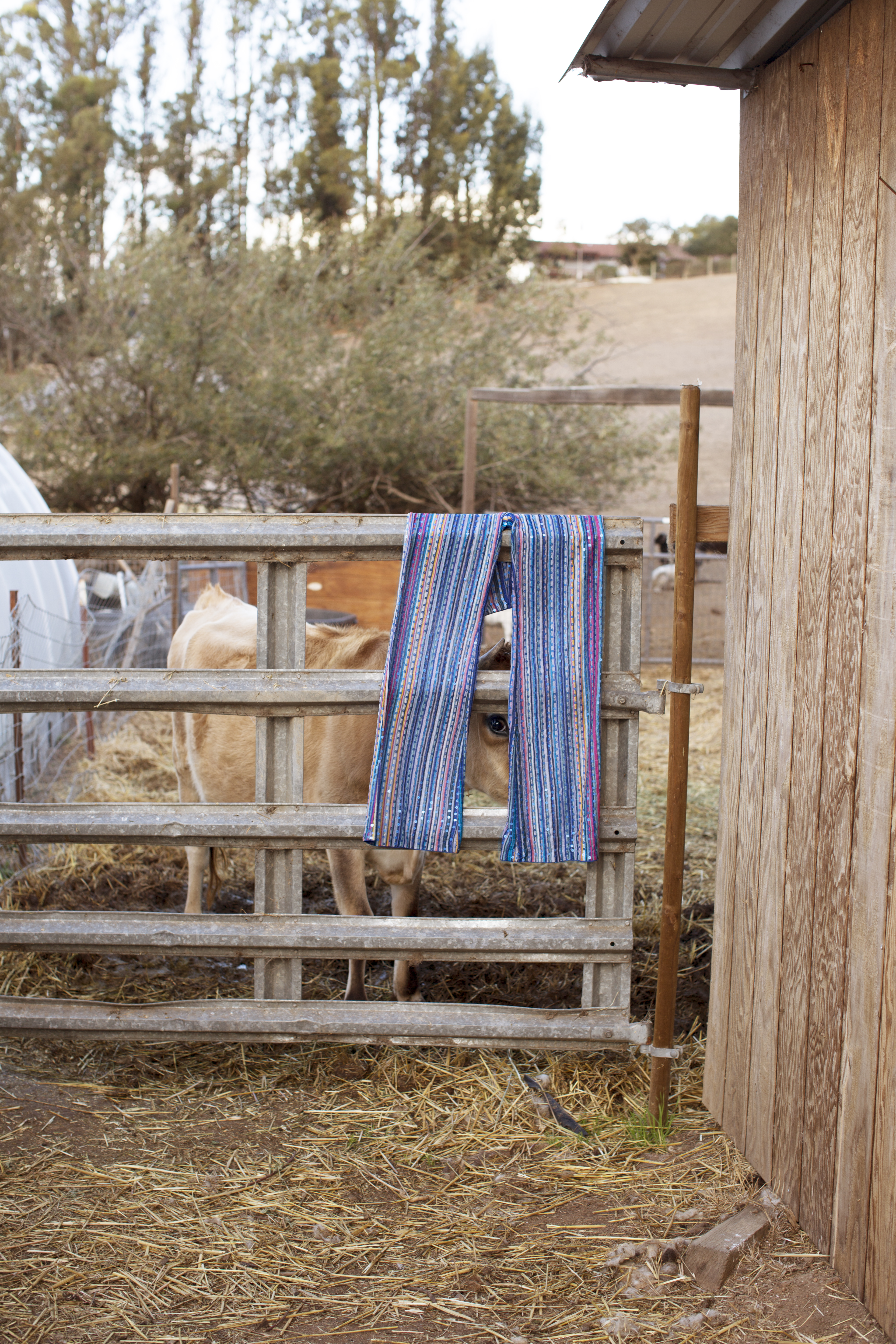 Thanksgiving Mia Moretti SucherNova Farms